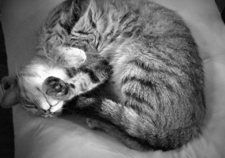 hole in the clouds and moose 002