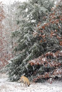 sleet and snow jan 9 2011 102