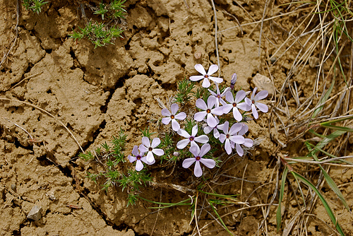 flowers in clay
