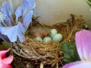 bird eggs in nest by james case on Flickr Creative Commons